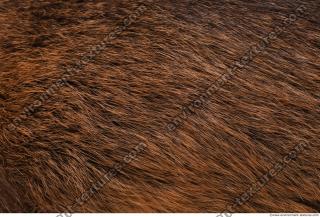 fur nutria 0001